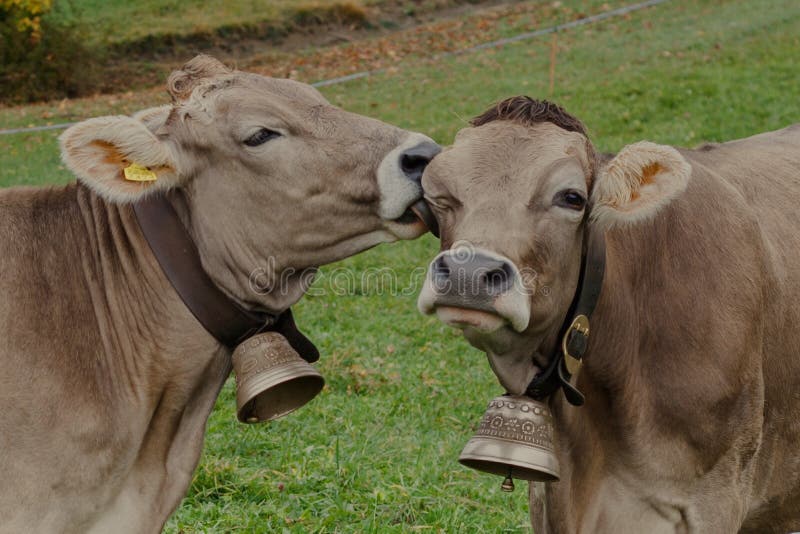 Happy cows in switzerland