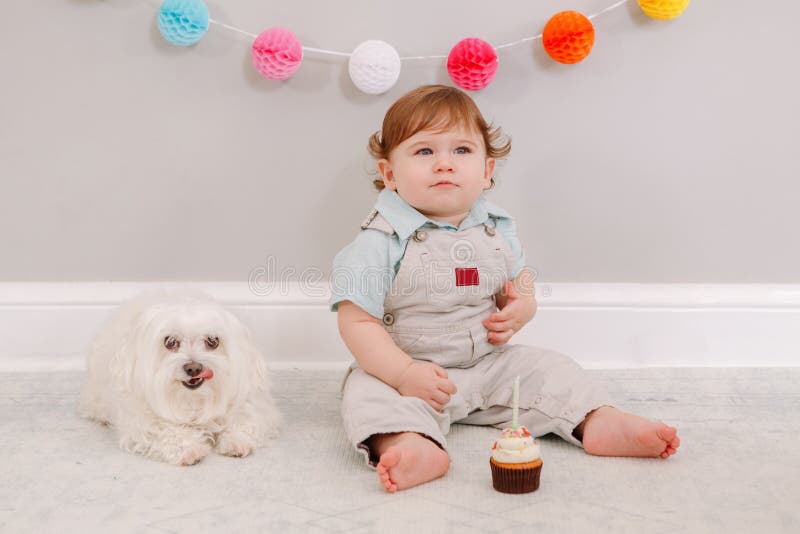 Happy cute Caucasian baby boy celebrating his first birthday at home. Child kid toddler sitting on floor with white pet dog friend. Tasty cupcake dessert with one candle. Happy birthday concept. Happy cute Caucasian baby boy celebrating his first birthday at home. Child kid toddler sitting on floor with white pet dog friend. Tasty cupcake dessert with one candle. Happy birthday concept