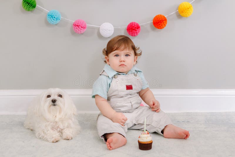 Happy cute Caucasian baby boy celebrating his first birthday at home. Child kid toddler sitting on floor with white pet dog friend. Tasty cupcake dessert with one candle. Happy birthday concepts