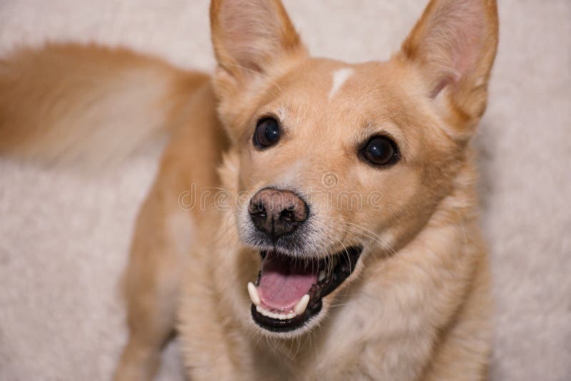 Happy cute ginger dog stock photo. Image of emotions 238115168