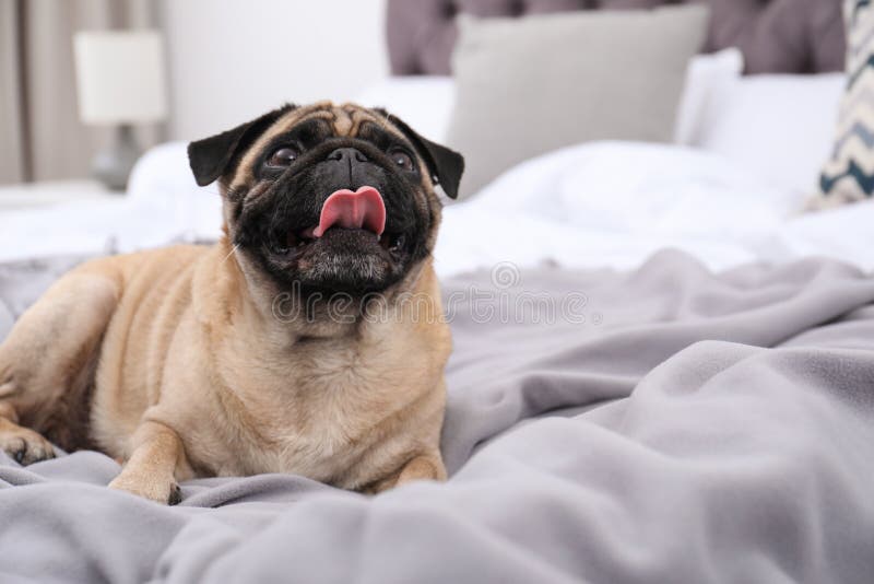 Happy cute pug dog on bed stock image. Image of lying 141417535