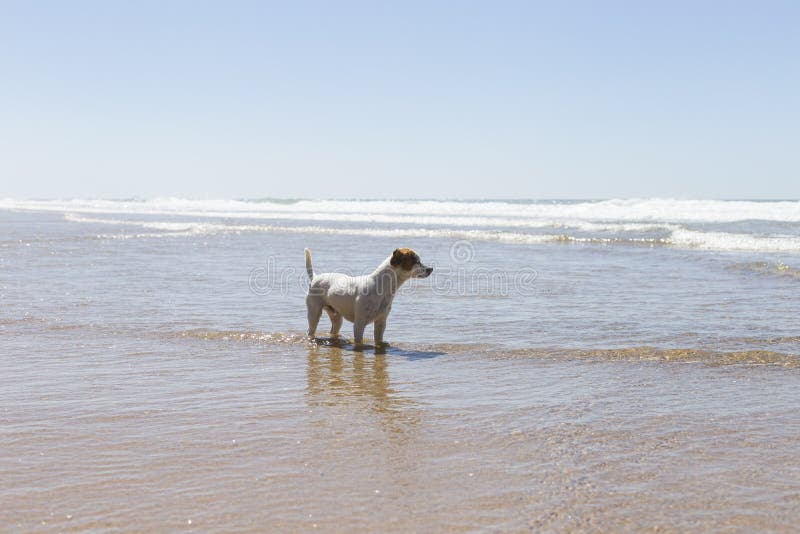 Happy cute young small dog having fun at the beach. Summertime. Holidays. Pets outdoors. LIfestyle