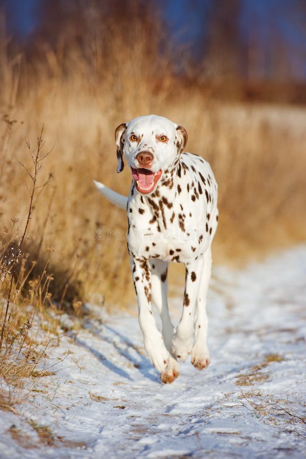 Happy Dalmatian Dog Running Outdoors Stock Photo - Image of chocolate ...