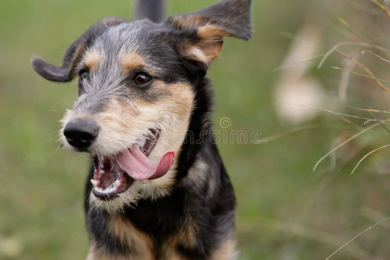 Frontale close-up von einem glücklichen Hund.