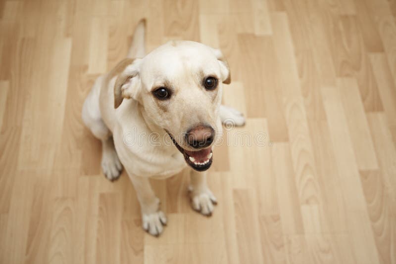 Yellow labrador retriever is siting on the parquet floor. Yellow labrador retriever is siting on the parquet floor.