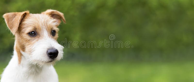 Happy dog banner with copy space