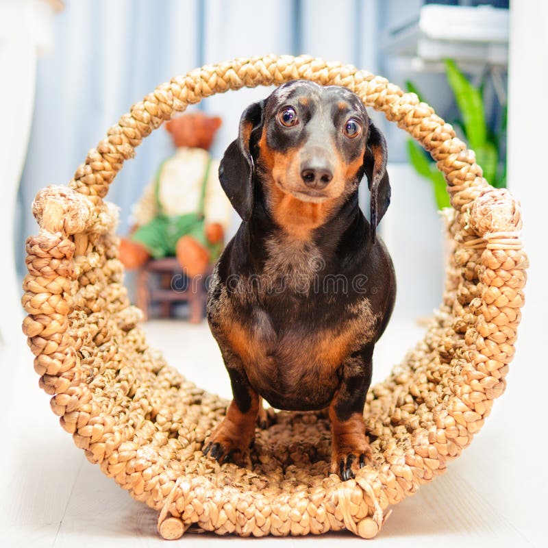 Happy dog - basset hound dachshund inside a wicker basket. Happy dog - basset hound dachshund inside a wicker basket