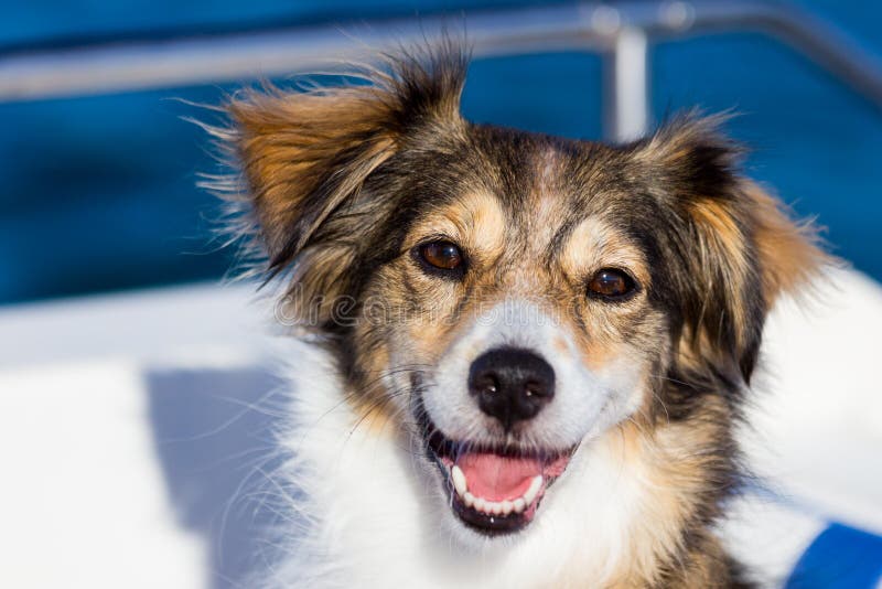 Happy dog on a boat