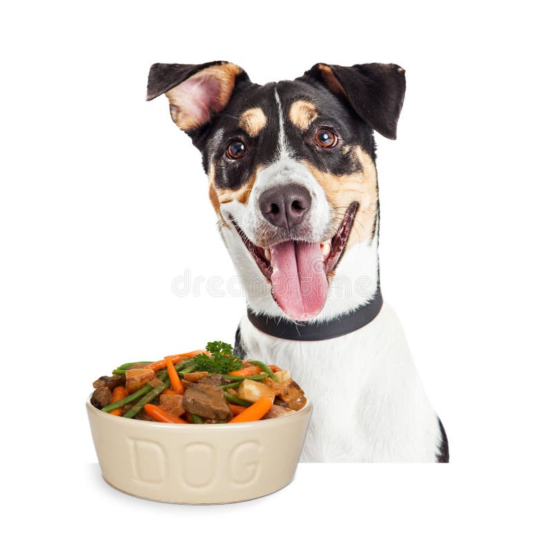 Happy Dog With Bowl of Homemade Food