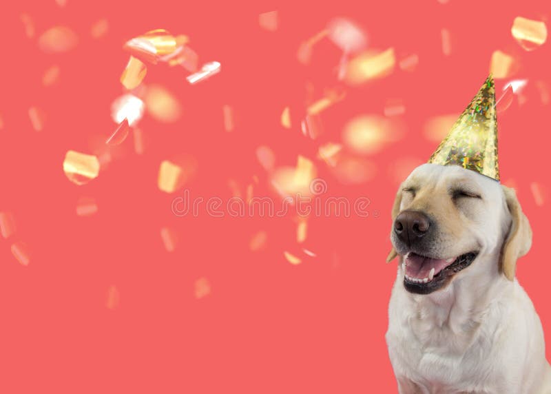 HAPPY DOG CELEBRATING A BIRTHDAY OR NEW YEAR PARTY, ISOLATED SHOT AGAINST CORAL TREND BACKGROUND royalty free stock photo HAPPY DOG CELEBRATING A BIRTHDAY OR NEW YEAR PARTY, ISOLATED SHOT AGAINST CORAL TREND BACKGROUND royalty free stock photo
