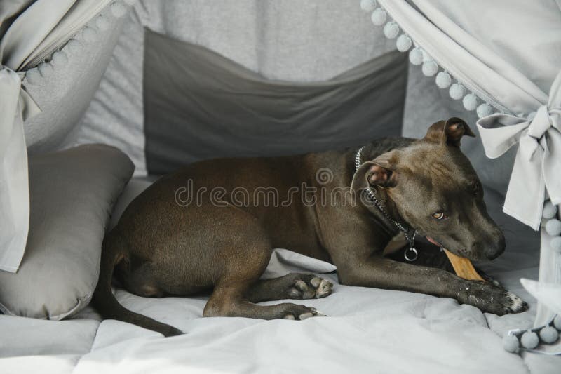 Dog Chewing Chair Stock Photos Free & RoyaltyFree Stock Photos from