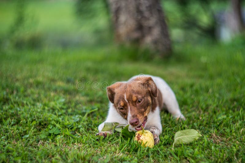 708 Dog Eating Apple Stock Photos Free & RoyaltyFree Stock Photos