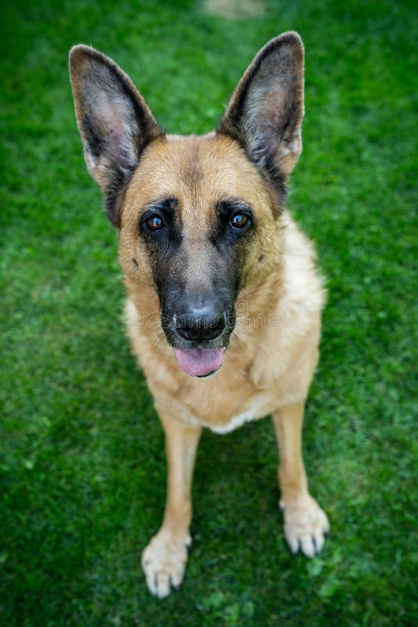 Happy Dog Face, German Shepherd Adult Dog in Home Garden Stock Photo