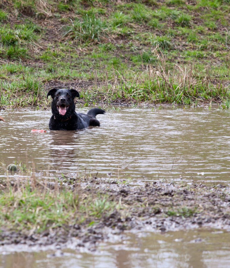 Happy dog in a mud hole stock photo. Image of happy, snarl 23907052