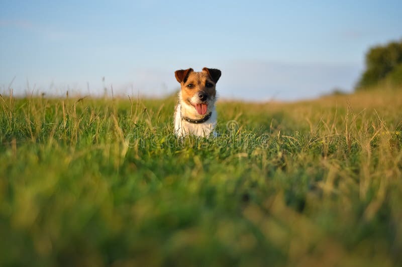 Happy dog in park