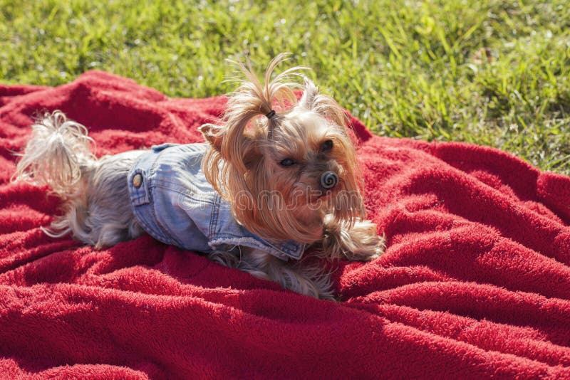Happy Dog Puppy in the Outside Stock Photo Image of yorkshire, cute