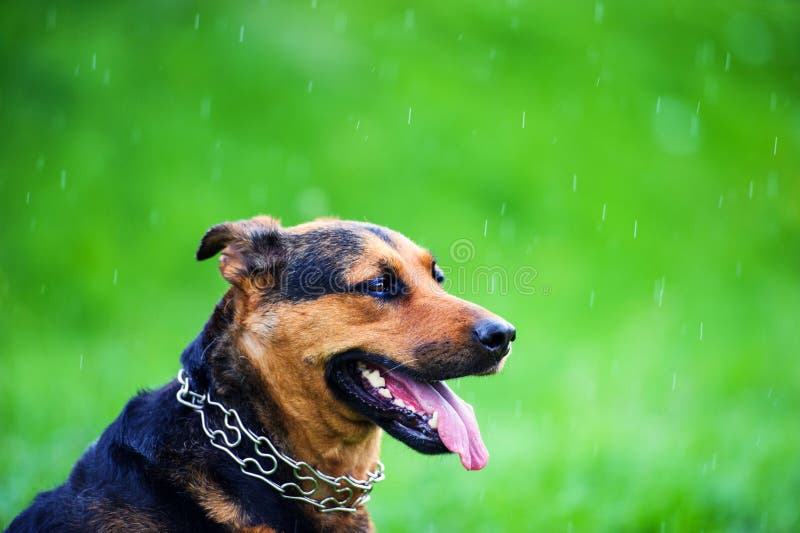 Happy dog in the rain stock image. Image of rain, outside 150885209