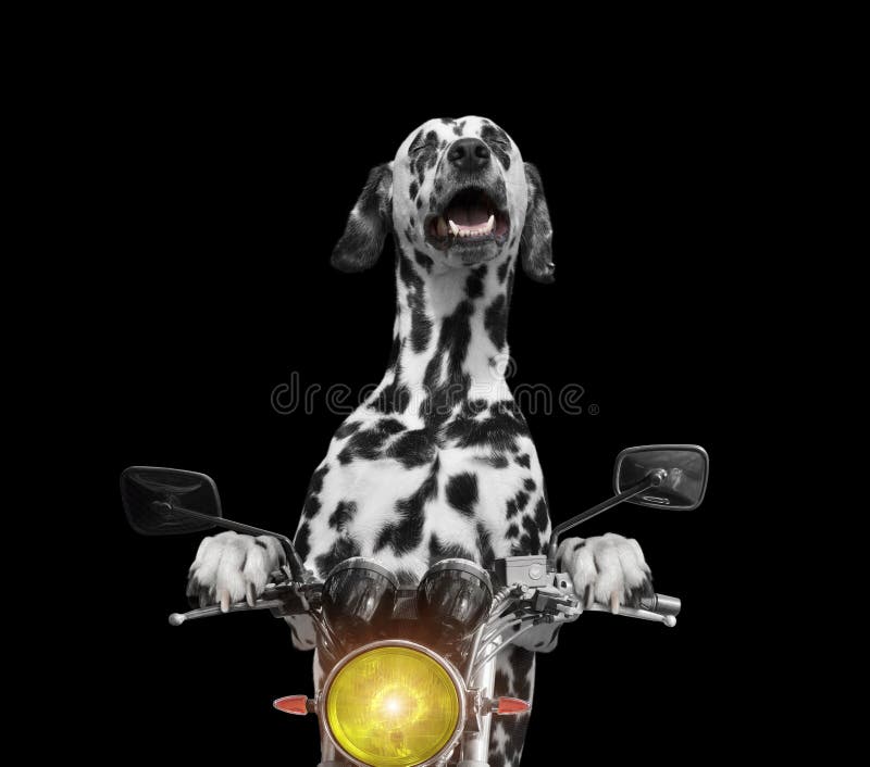 425 Dog Riding Motorcycle Stock Photos Free & RoyaltyFree Stock
