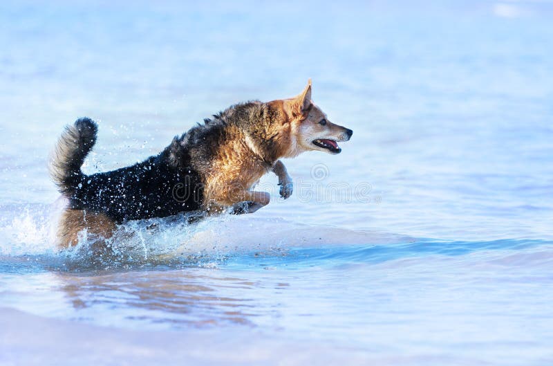 Happy Dog Running In The Water Stock Photo Image of jumping, fast