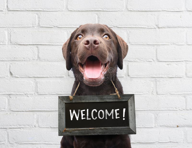 Happy dog with chalkboard with welcome text says hello welcome we’re open against white brick outdoor wall royalty free stock photography