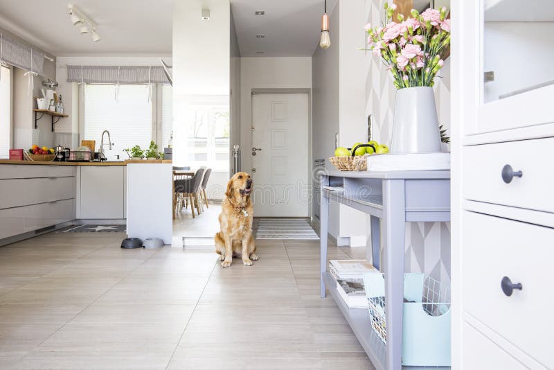 Happy dog sitting in open space kitchen interior in real photo w