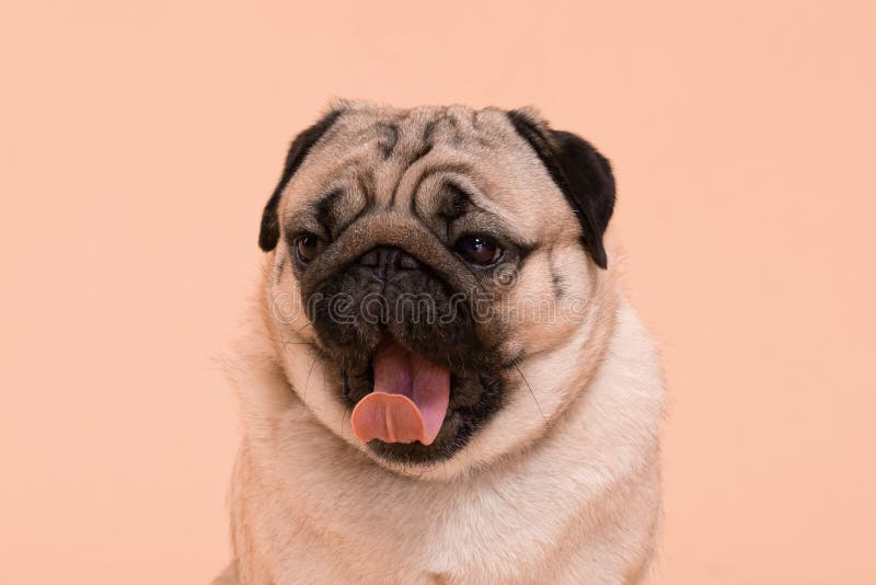 pics Aesthetic Dog Background dreamstime com