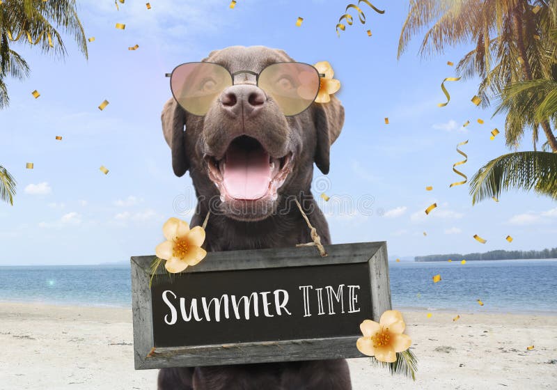Happy dog on a summer holiday on the beach between palm trees and flowers with text on sign board summer time royalty free stock photography