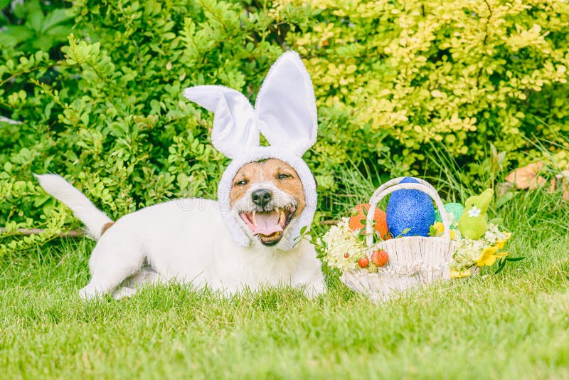 Happy Dog Wearing Bunny Ears As Easter Animal Concept Stock Photo ...