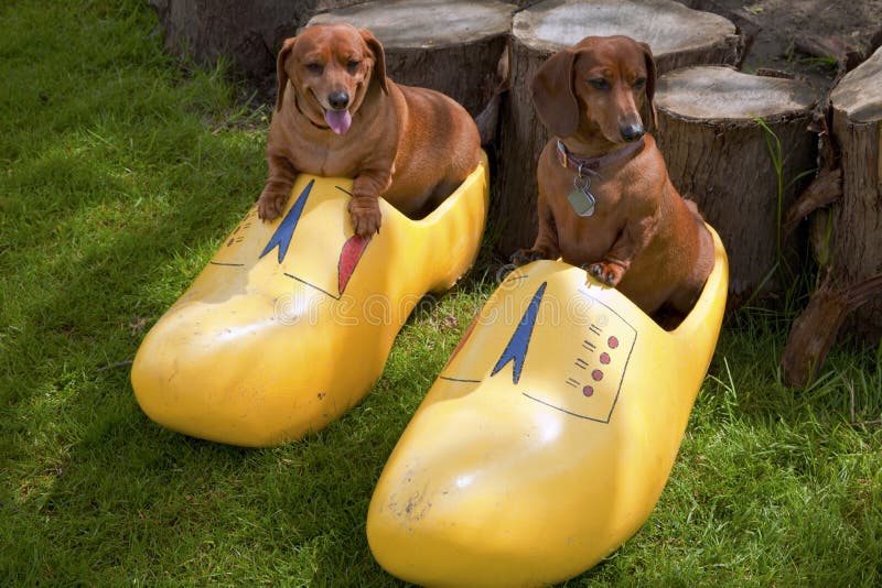 Happy dogs.