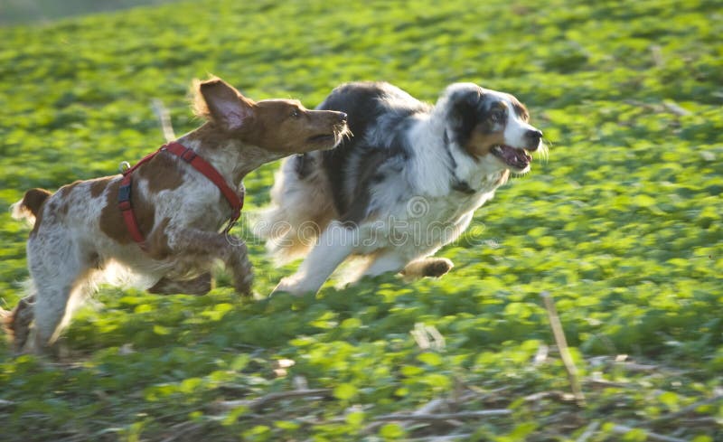 Due cani funzionare assieme, giocando nei campi.