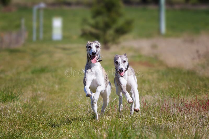 Happy dogs running