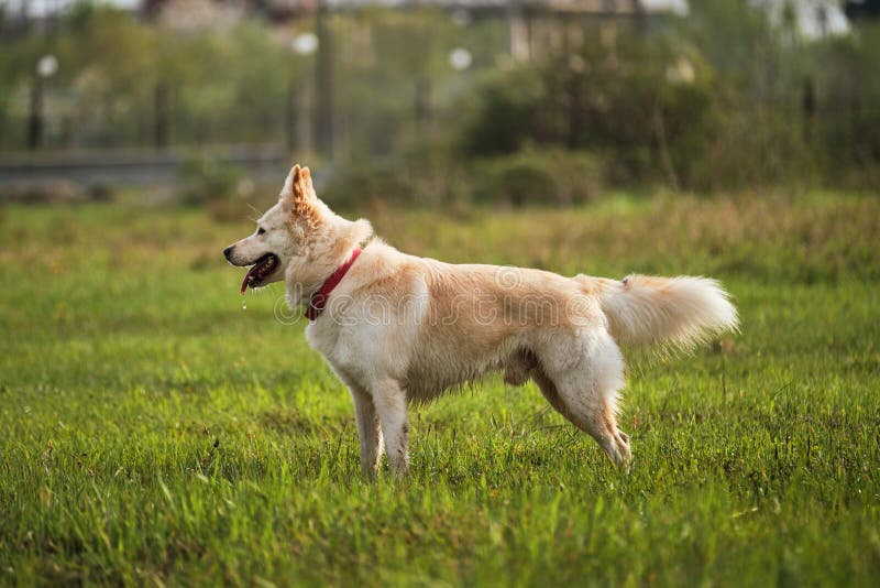 A Happy Domestic Dog without a Breed. White Mongrel Dog Walks in the ...