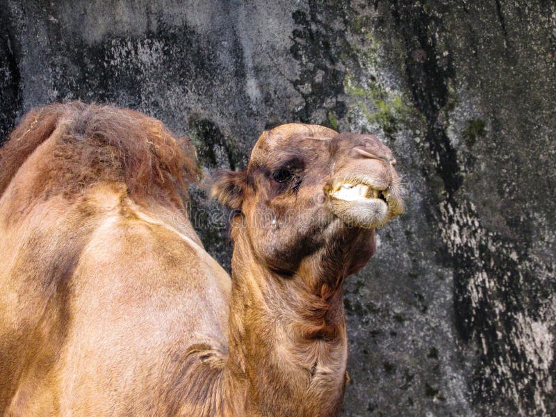 Dromedary face stock image. Image of nature, mammal, travel - 29274569