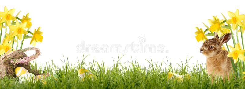 Coniglietto di pasqua seduto davanti a Narciso con un cesto di Pasqua e uova di Pasqua.
