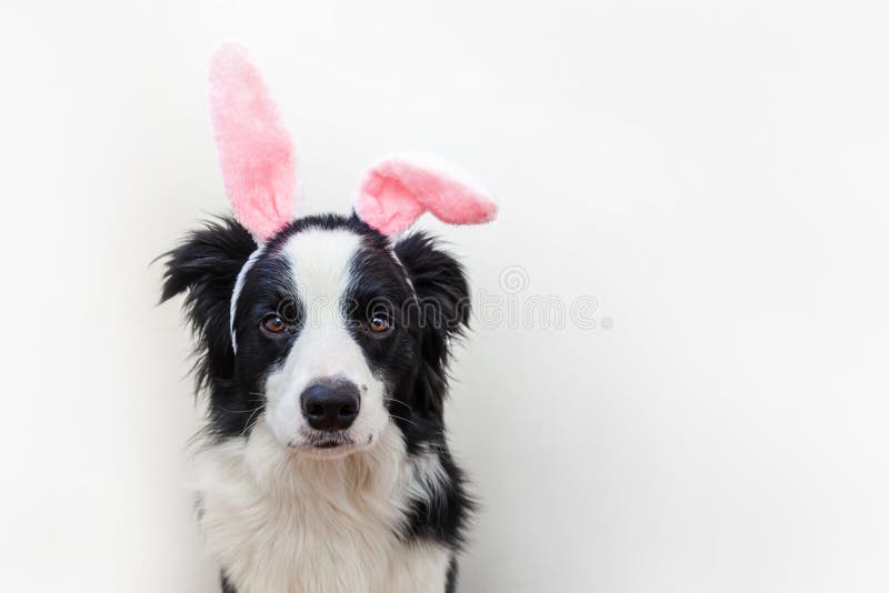 Happy Easter concept. Funny portrait of cute smiling puppy dog border collie wearing easter bunny ears isolated on white