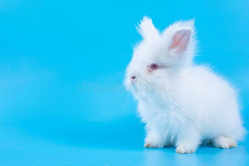 Featured image of post White Bunny White Cute Pfp