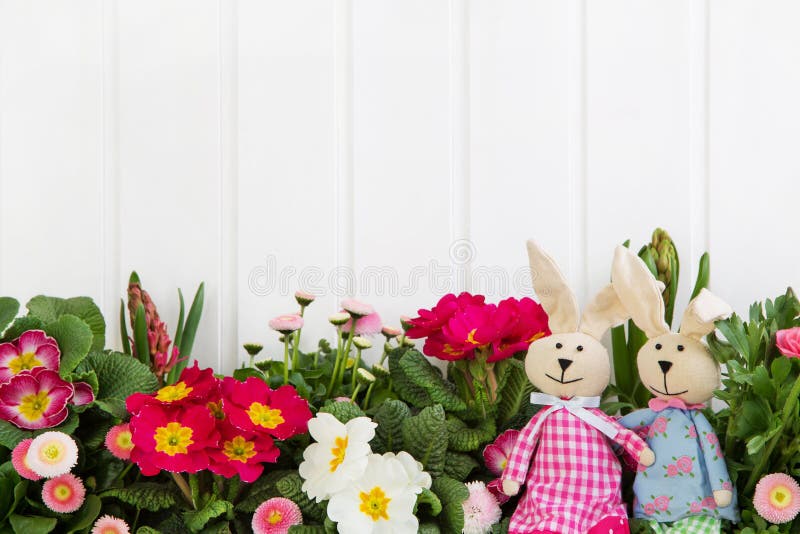Happy easter decoration with a bunny couple an pink primula on w