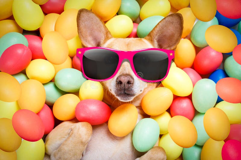 Happy easter dog with eggs