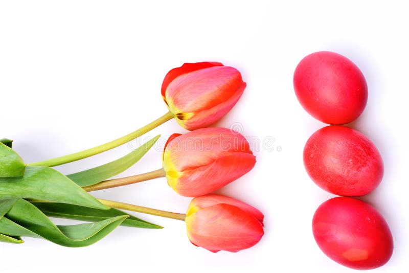 Tulips in pink or red colors isolated on white background. stock image Tulips in pink or red colors isolated on white background. stock image