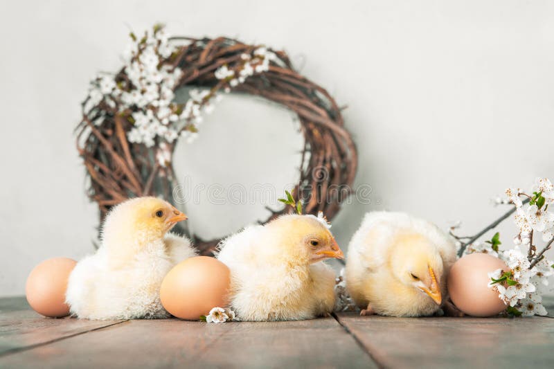 Happy Easter greeting card. Chickens, eggs, spring wreath, blossoming trees stock photo