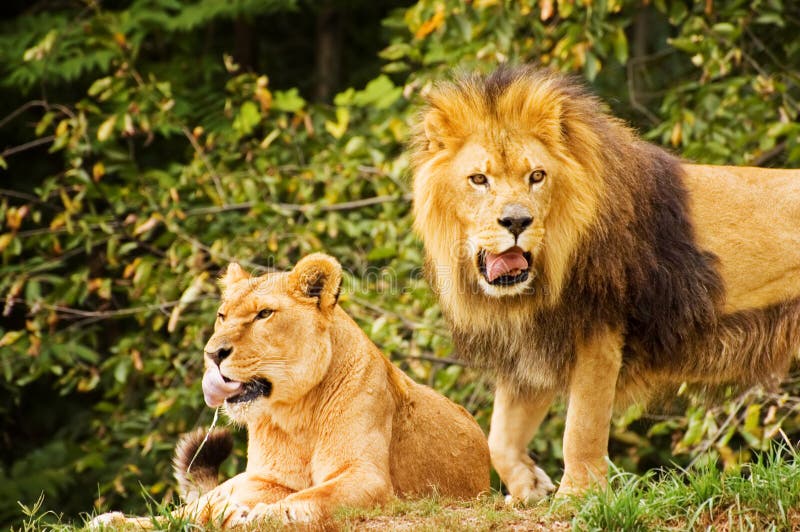 Happy Family stock photos