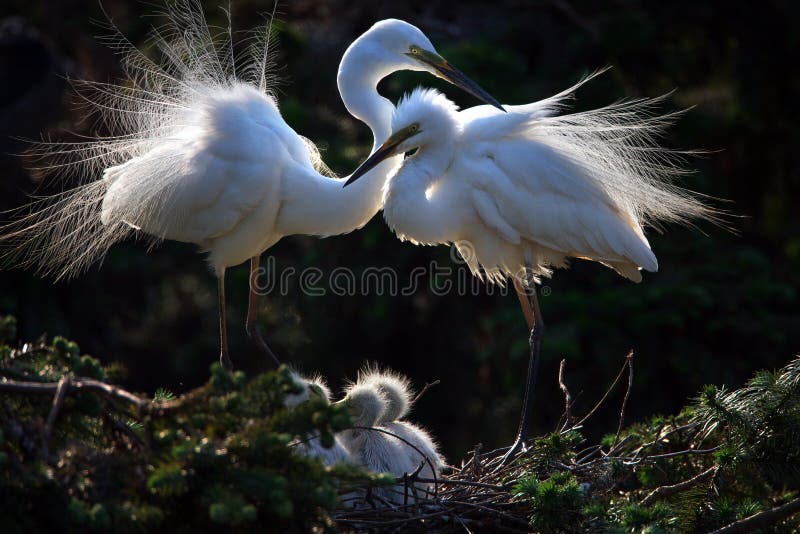 Happy family of egrets