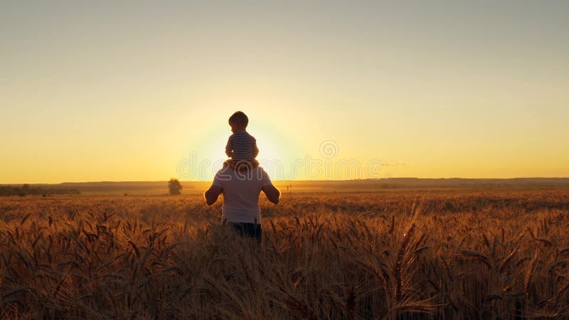 Happy family father mom and two sons walking in a wheat field and watching the sunset stock images Happy family father mom and two sons walking in a wheat field and watching the sunset stock images