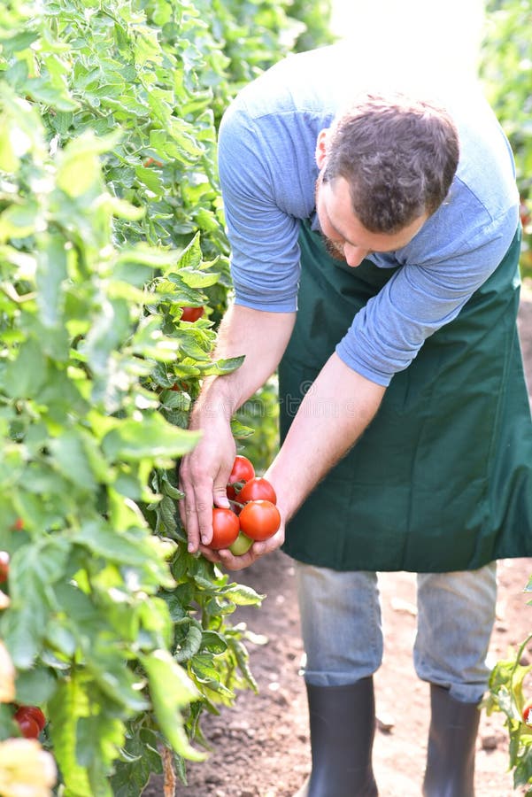 Happy farmer growing tomatoes in a greenhouse stock photos Happy farmer growing tomatoes in a greenhouse stock photos