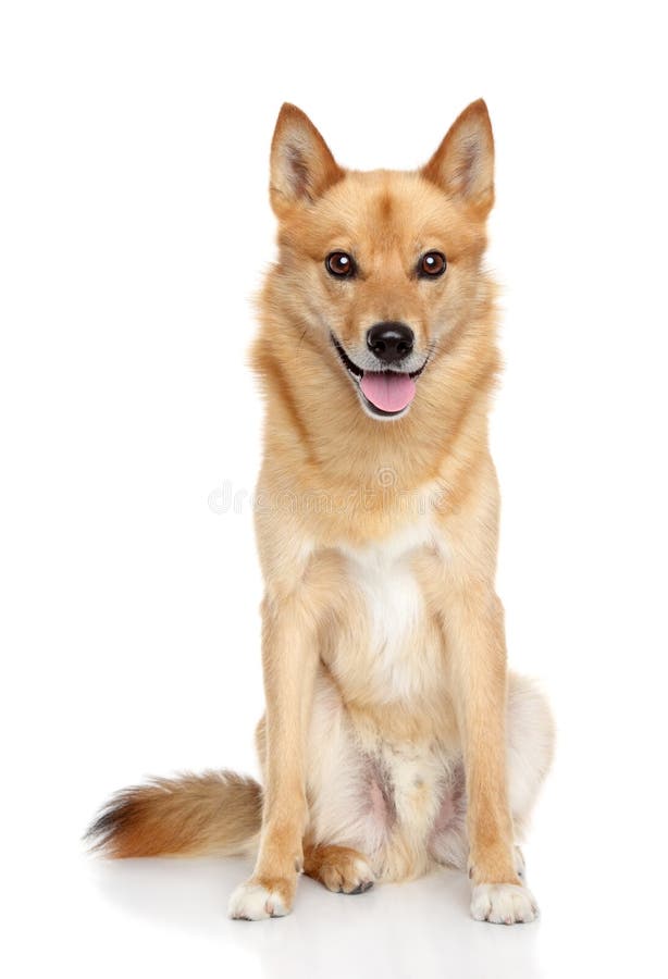 Happy Finnish Spitz on white background royalty free stock image