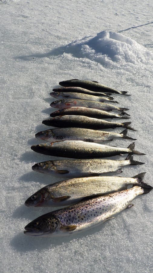 Happy fishing, winter fishing in Sweden stock image