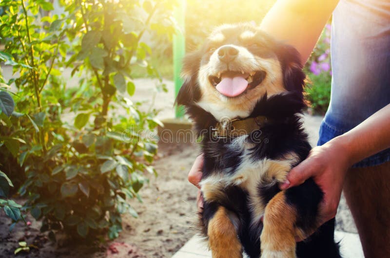 Happy free time with beloved dog! the guy is playing with a pet in the garden / park on a sunny day. black doggie. leisure royalty free stock image Happy free time with beloved dog! the guy is playing with a pet in the garden / park on a sunny day. black doggie. leisure royalty free stock image