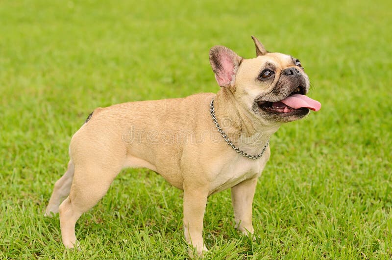 Happy French Bulldog stock image. Image of purebreed - 44618641