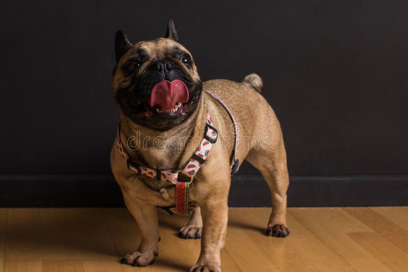 Happy French Pug in a Photoshoot Stock Photo - Image of french ...