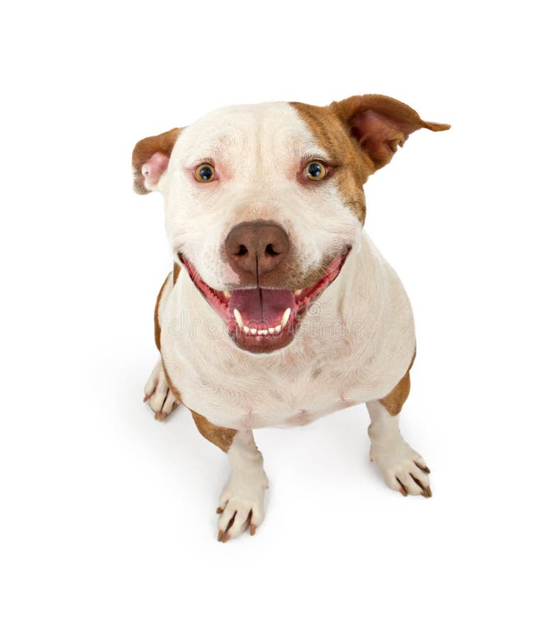 Friendly Pit Bull stock image. Image of pitbull, white 14619053